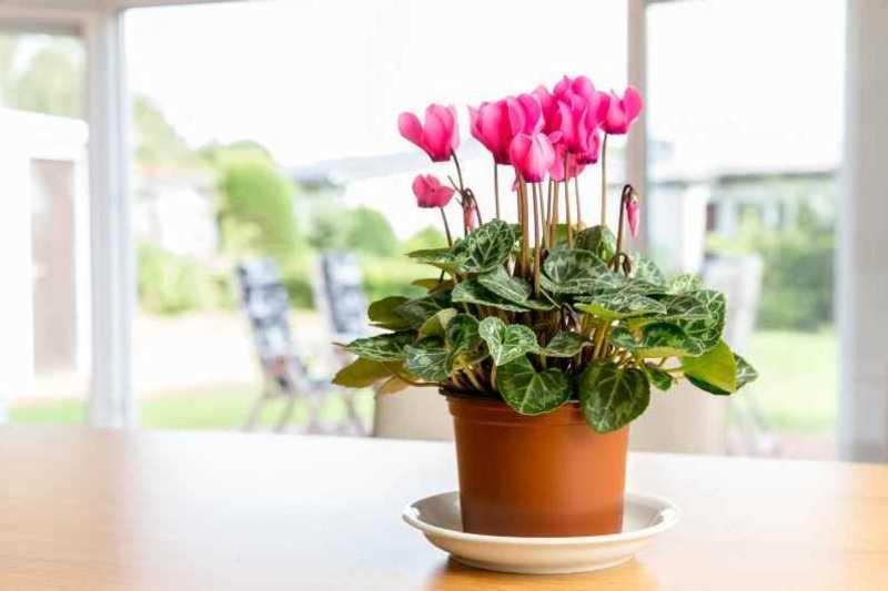 Ferienhaus Boje 9 Neuharlingersiel Exteriör bild